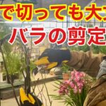 一発で剪定できるようになります【カーメン君】【園芸】【ガーデニング】【初心者】【バラ】